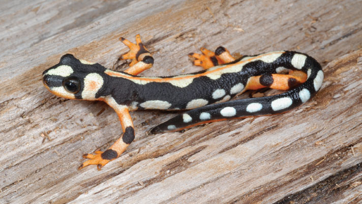 Kaiser mountain newt