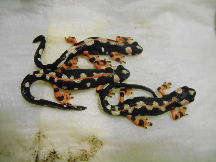 kaiser mountain newt