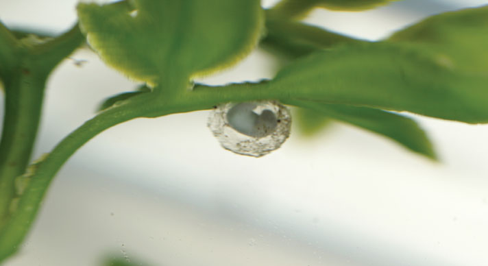 kaiser mountain newt embryo