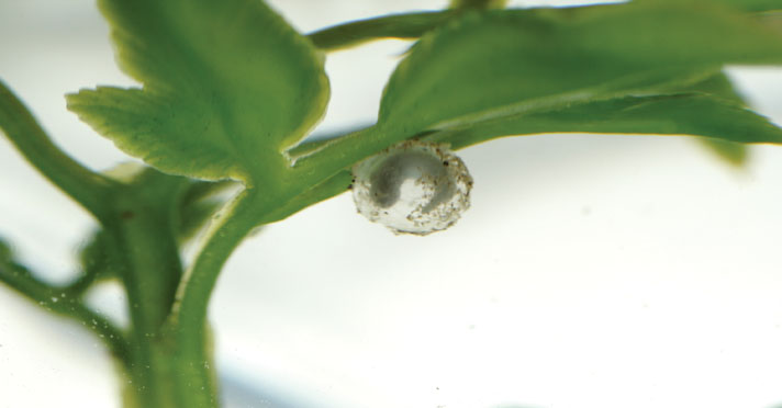 kaiser mountain newt egg