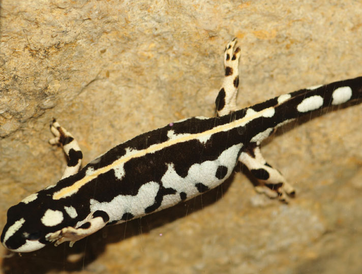 Kaiser mountain newt