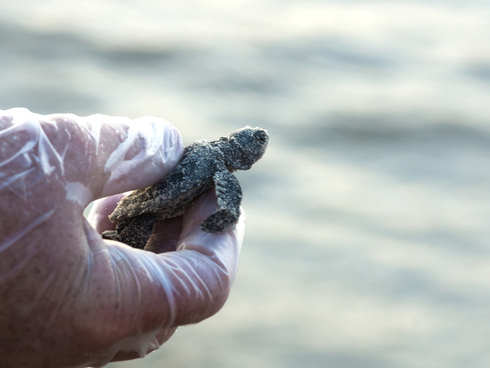 Kemp's ridley sea turtle hatchling