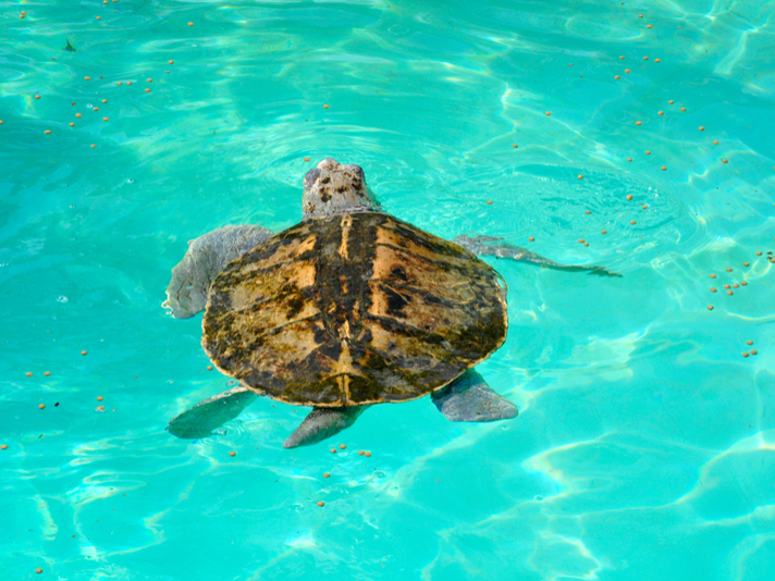 Kemp's ridley sea turtle