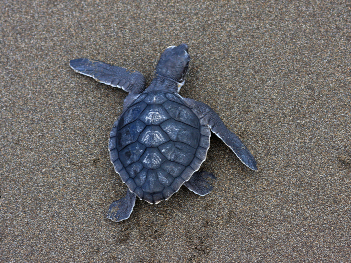 Kemp's ridley sea turtle hatchling