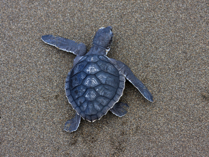 Kemp's Ridley Sea Turtle  National Wildlife Federation