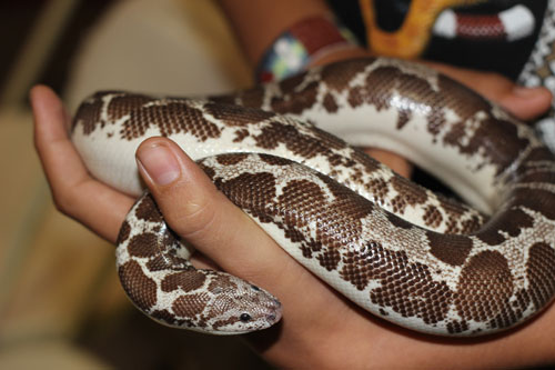 Kenyan Sand Boa - Lehigh Valley Zoo