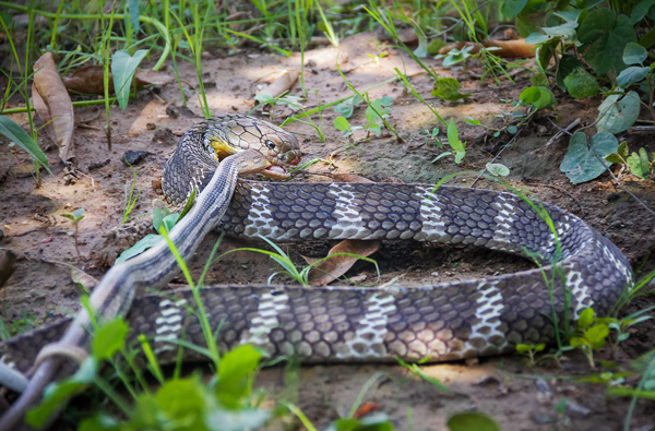 King cobra eats another snake