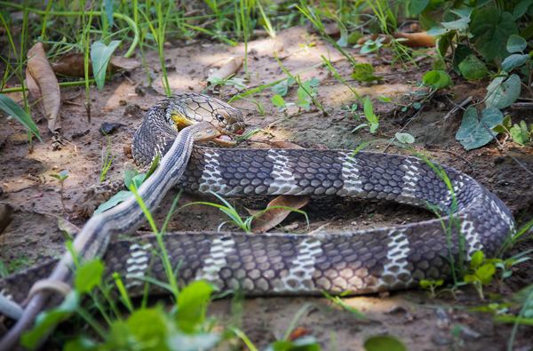 Deadly venomous King cobra is not a true cobra! 