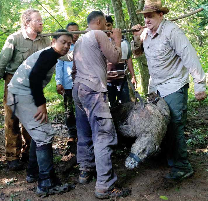 komodo dragon captured