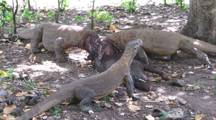 Komodo dragons feeding on a banded pig.
