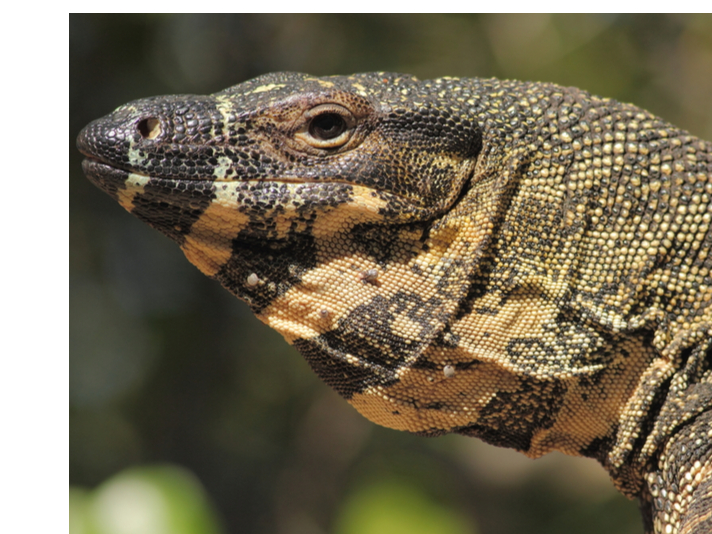 Lace monitor