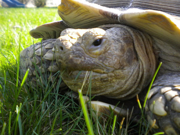 African spur-thighed tortoise
