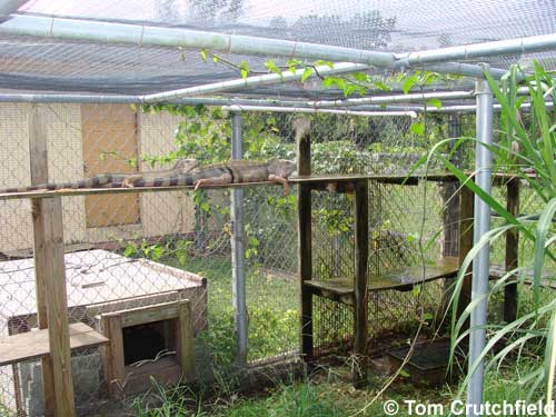 iguana enclosure
