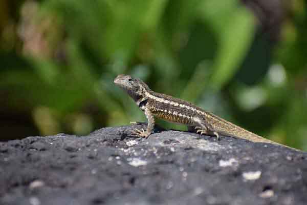 Lava lizard