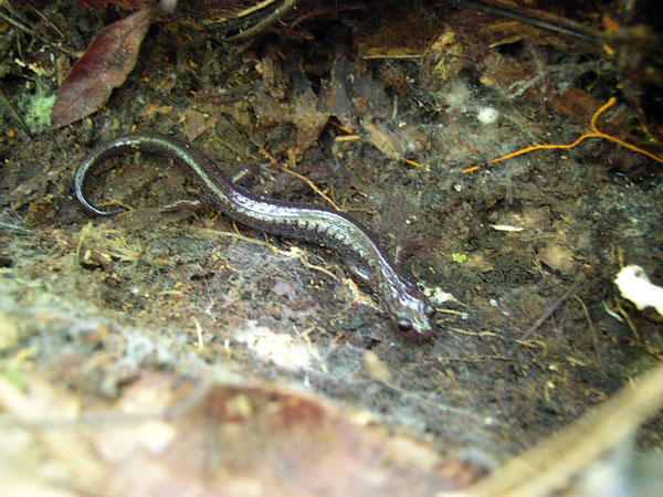 leadback salamander