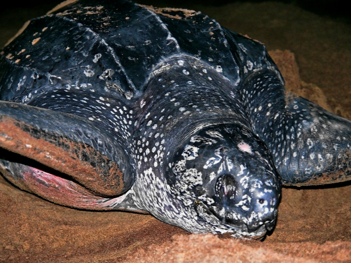 leatherback turtle