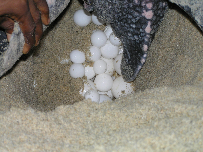 leatherback turtle eggs