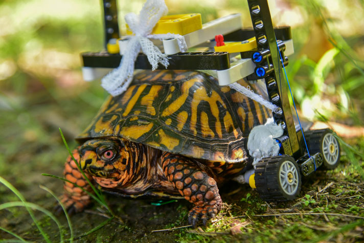 Eastern box turtle injured with lego wheelchair