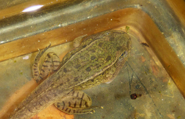 The Northern Leopard Frog: From Egg To Frog - Reptiles Magazine