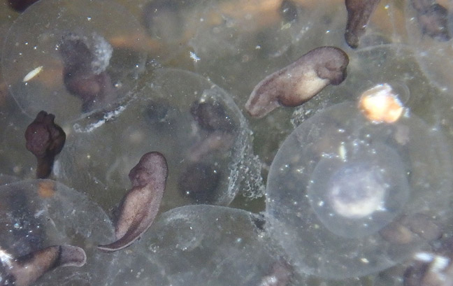 Leopard frog tadpoles. Day 3