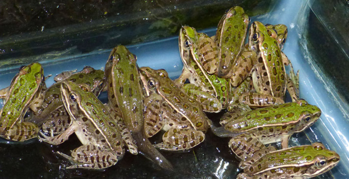 leopard frogs