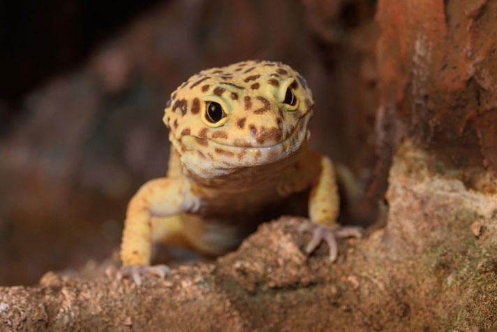 Common store pet lizards