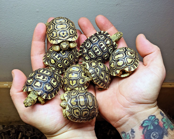 baby leopard tortoises