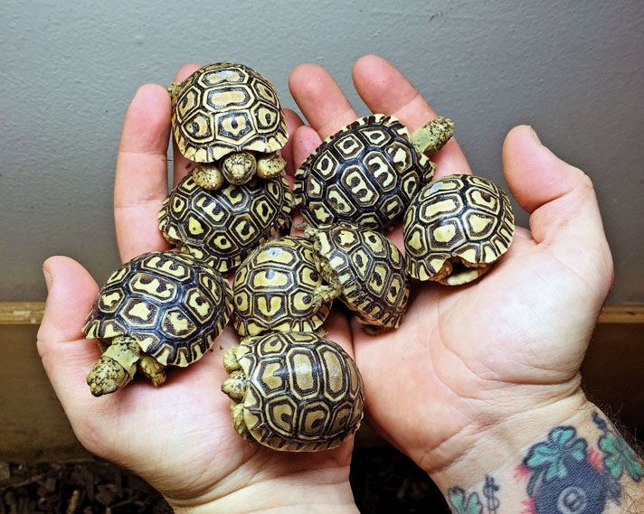 How long do leopard tortoises live in captivity