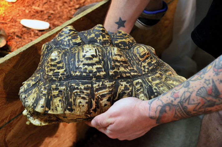 adult leopard tortoise