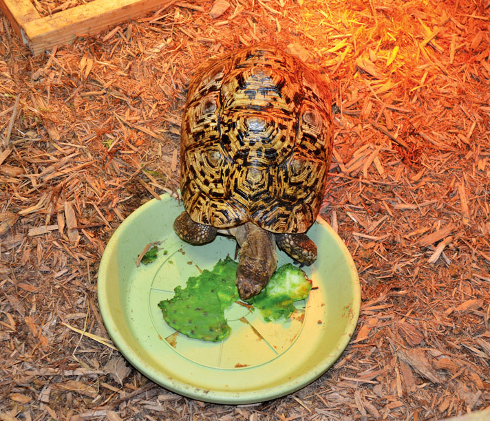 Leopard tortoise eating cactus.