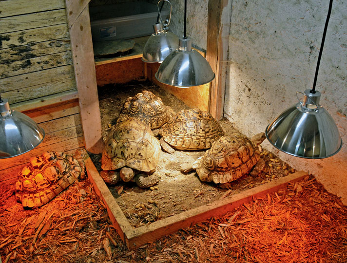 leopard tortoise enjoying some light