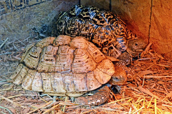 adult leopard tortoise