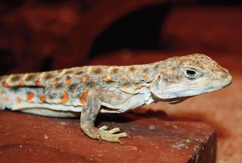 The lifespan of the leopard gecko is around 5 to 7 years.