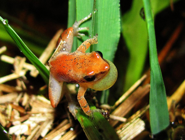 little grass frog