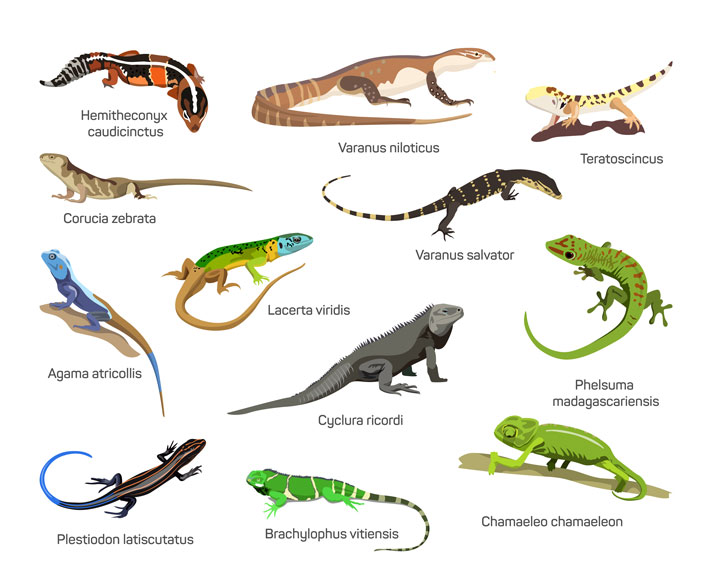 Lizard Definition, Types, Characteristics, Classification, Facts ...