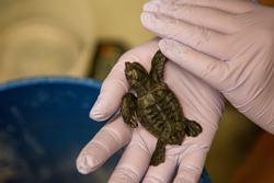 loggerhead hatchling