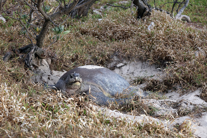 loggerhead turtle