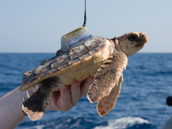 loggerhead sea turtle tracked with satellite transmitter