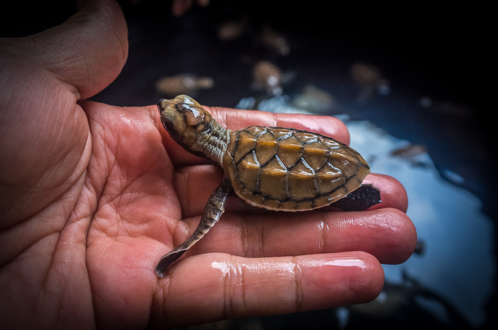 Loggerhead sea turtle baby
