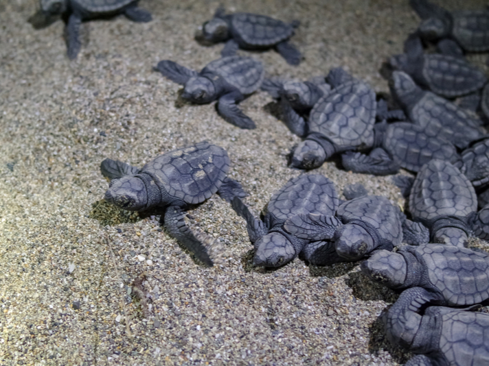 loggerhead sea turtle hatchlings