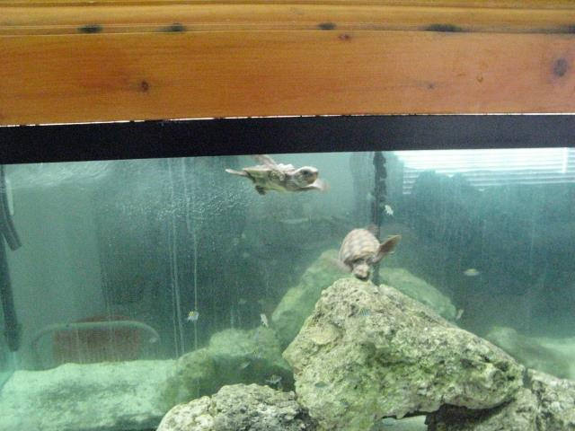 loggerhead sea turtles