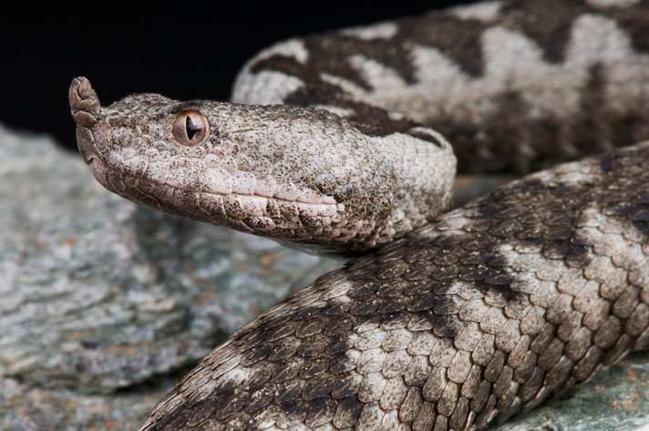 long-nosed viper