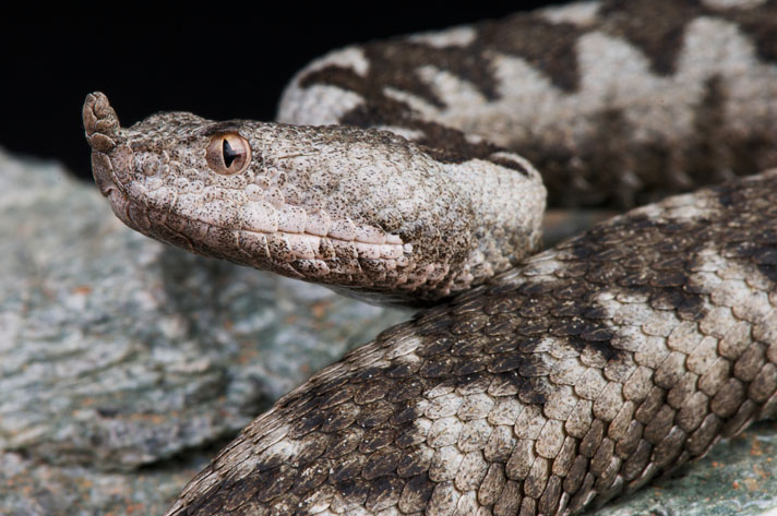 The Reptile Report - The variable bush viper (Atheris squamigera) is an  almost dragon-like venomous snake species found in a variety of colors  across their range in West and Central Africa. Photo