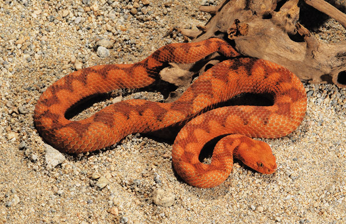 Bush Viper (Atheris squamigera), red phase, Bush Viper (Ath…