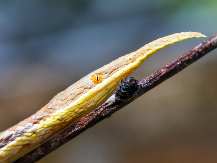 Madagascar leaf-nosed snake