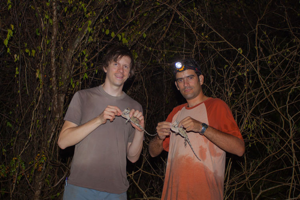 Anolis landestoyi, Luke Mahler, Miguel Landestoy