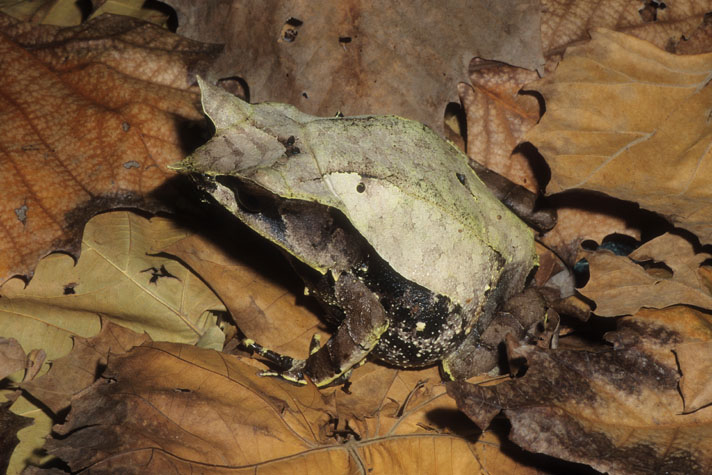 Malayan horned frog