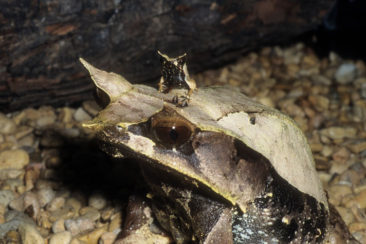 Malayan horned frog and baby