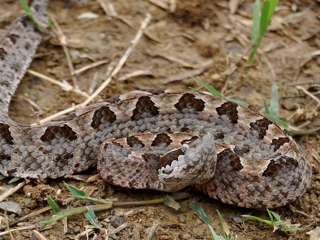 Malayan pit viper