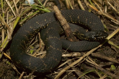 Mangrove salt marsh snake